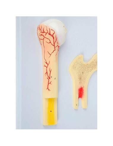 Modelo Estructura Ósea Humana Axis Scientific A-109186 42x30cm
