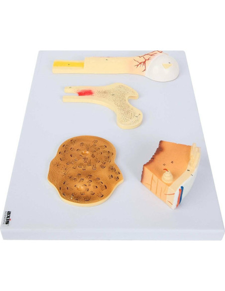 Modelo Estructura Ósea Humana Axis Scientific A-109186 42x30cm