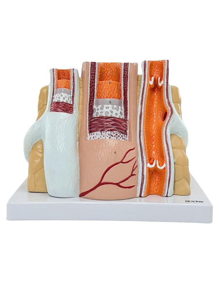 Modelo de Anatomía Ampliado de Arterias y Venas Axis Scientific