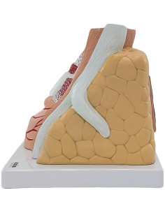 Modelo de Anatomía Ampliado de Arterias y Venas Axis Scientific 2