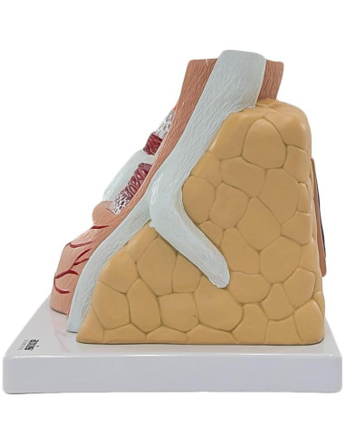 Modelo de Anatomía Ampliado de Arterias y Venas Axis Scientific