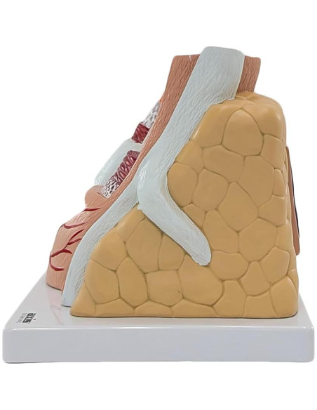 Modelo de Anatomía Ampliado de Arterias y Venas Axis Scientific