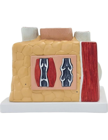 Modelo de Anatomía Ampliado de Arterias y Venas Axis Scientific
