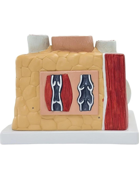 Modelo de Anatomía Ampliado de Arterias y Venas Axis Scientific