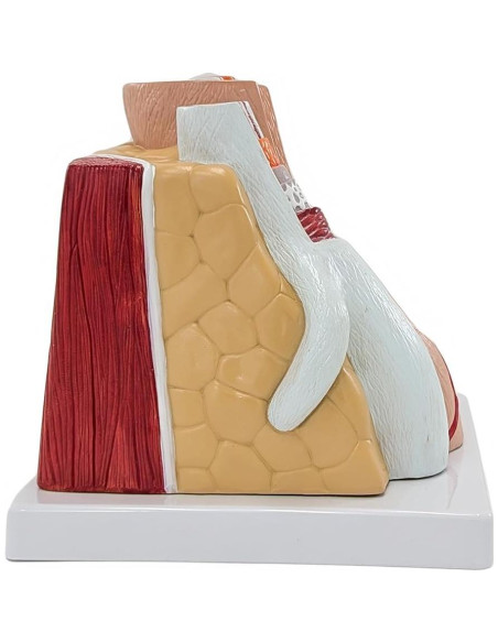 Modelo de Anatomía Ampliado de Arterias y Venas Axis Scientific