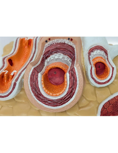 Modelo de Anatomía Ampliado de Arterias y Venas Axis Scientific