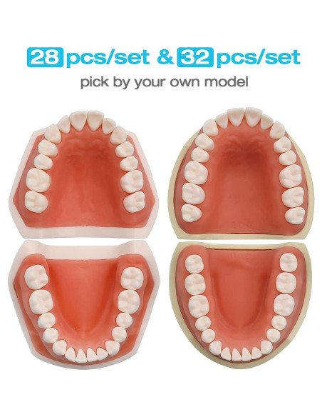 Dientes Removibles ANNWAH para Typodont Dental 28 Piezas