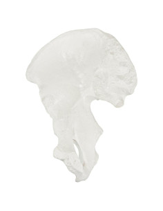 Modelo de Hueso de Cadera Derecho Axis Scientific - Realista