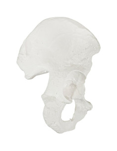 Modelo de Hueso de Cadera Derecho Axis Scientific - Realista 2