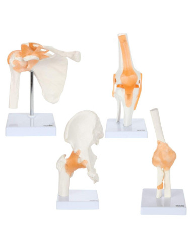 Conjunto de Modelos Anatómicos de Articulaciones Axis Scientific