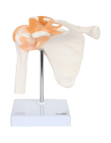 Conjunto de Modelos Anatómicos de Articulaciones Axis Scientific