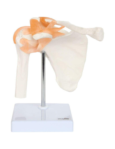 Conjunto de Modelos Anatómicos de Articulaciones Axis Scientific