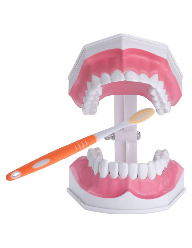 Modelo Dental Grande para Niños Healthible con Cepillo 2x