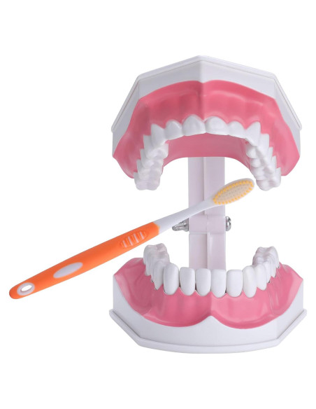 Modelo Dental Grande para Niños Healthible con Cepillo 2x
