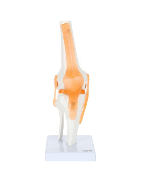 Conjunto de Modelos Anatómicos de Articulaciones Axis Scientific