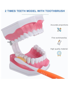 Modelo Dental Grande para Niños Healthible con Cepillo 2x 2