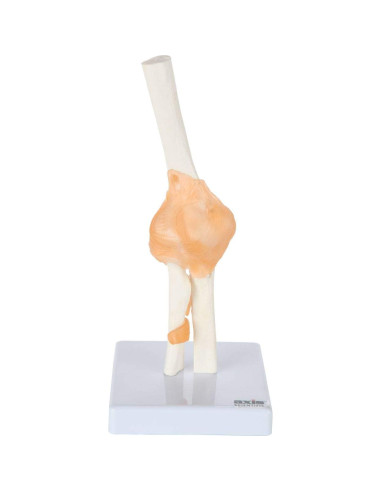 Conjunto de Modelos Anatómicos de Articulaciones Axis Scientific