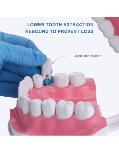 Modelo Dental Grande para Niños Healthible con Cepillo 2x