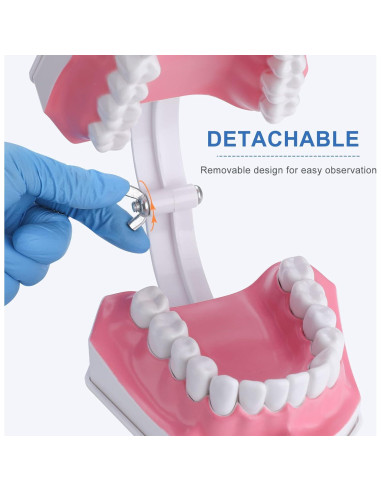 Modelo Dental Grande para Niños Healthible con Cepillo 2x