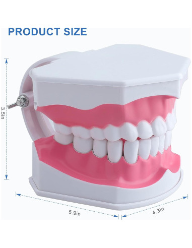Modelo Dental Grande para Niños Healthible con Cepillo 2x