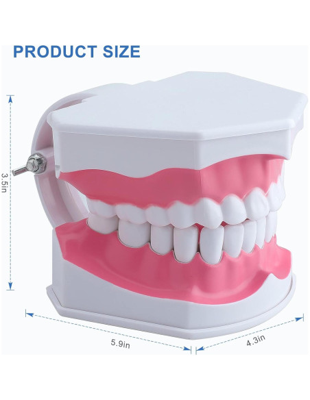 Modelo Dental Grande para Niños Healthible con Cepillo 2x