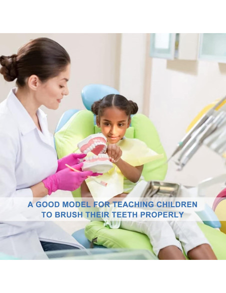 Modelo Dental Grande para Niños Healthible con Cepillo 2x