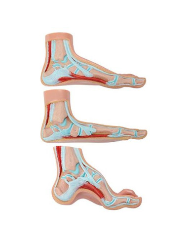Modelo de Anatomía del Pie Humano Axis Scientific - Conjunto 3 Pies