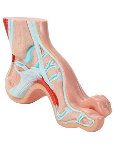 Modelo de Anatomía del Pie Humano Axis Scientific - Conjunto 3 Pies