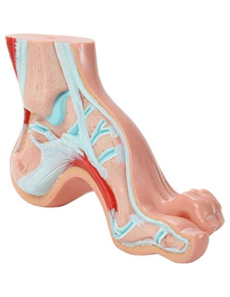 Modelo de Anatomía del Pie Humano Axis Scientific - Conjunto 3 Pies