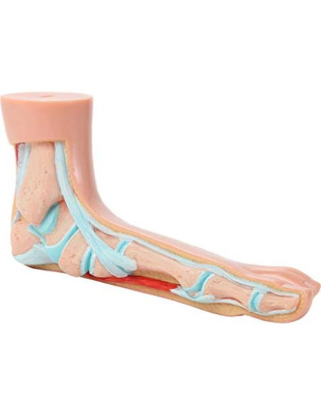 Modelo de Anatomía del Pie Humano Axis Scientific - Conjunto 3 Pies