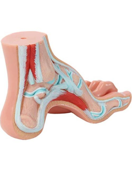 Modelo de Anatomía del Pie Humano Axis Scientific - Conjunto 3 Pies