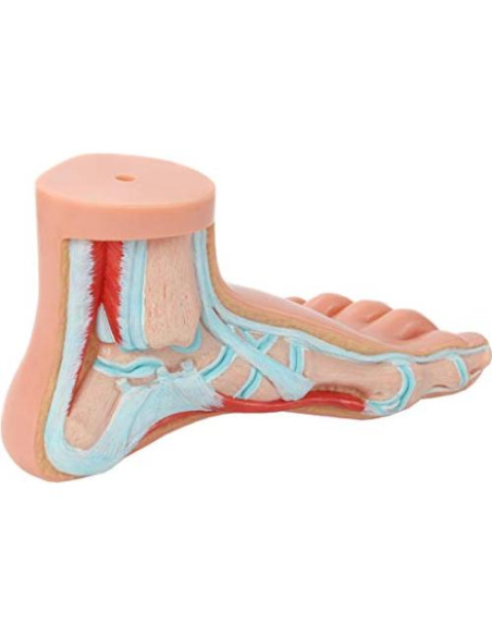 Modelo de Anatomía del Pie Humano Axis Scientific - Conjunto 3 Pies