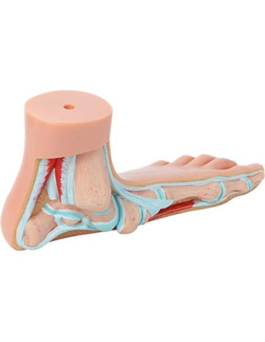 Modelo de Anatomía del Pie Humano Axis Scientific - Conjunto 3 Pies