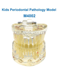 Modelo de Dientes Pediátrico Typodont DTM-4002 para Niños 2