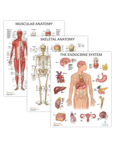 Paquete de 3 Pósters de Anatomía Humana Laminados - Muscular, Esquelético y Endocrino - 43.9 x 57.2 cm