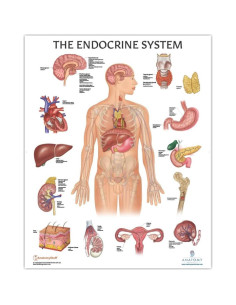 Paquete de 3 Pósters de Anatomía Humana Laminados - Muscular, Esquelético y Endocrino - 43.9 x 57.2 cm 2