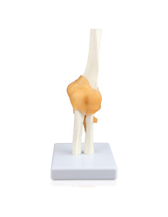 Modelo de Articulación del Codo Jackson Global Tamaño Real