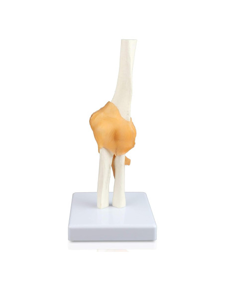 Modelo de Articulación del Codo Jackson Global Tamaño Real