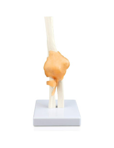 Modelo de Articulación del Codo Jackson Global Tamaño Real 2
