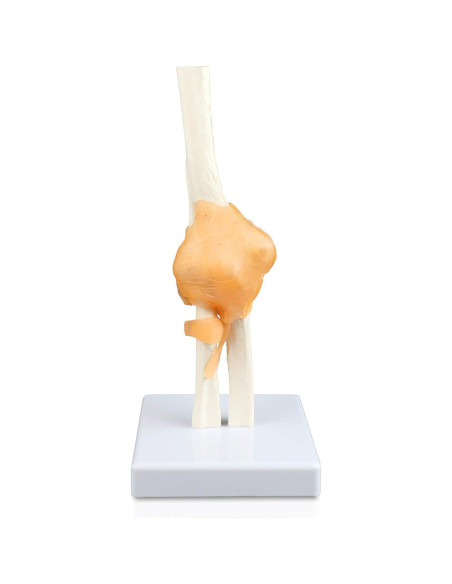 Modelo de Articulación del Codo Jackson Global Tamaño Real