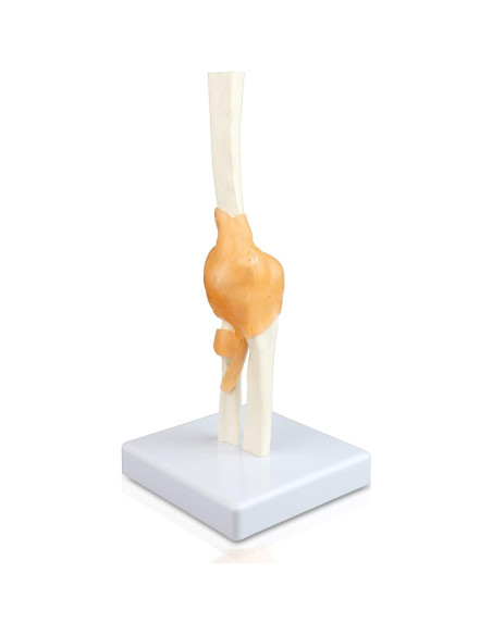 Modelo de Articulación del Codo Jackson Global Tamaño Real