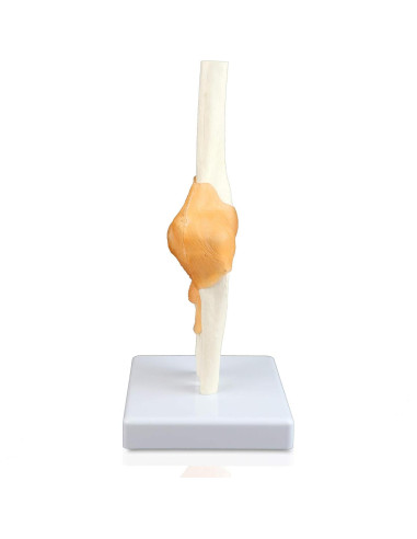 Modelo de Articulación del Codo Jackson Global Tamaño Real