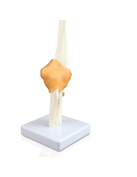 Modelo de Articulación del Codo Jackson Global Tamaño Real
