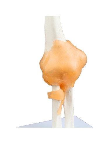Modelo de Articulación del Codo Jackson Global Tamaño Real