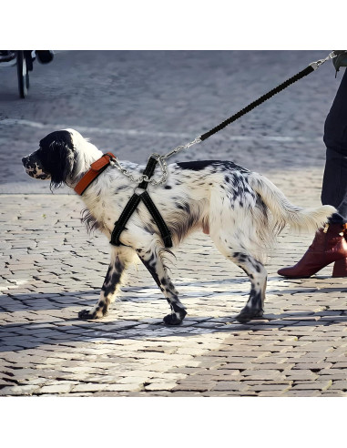 Clip de Seguridad para Collar de Perro Ozzynods 20.32 cm Acero Inoxidable