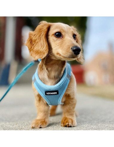 Arnés de Malla Todo Clima Best Pet Supplies Azul Bebé S