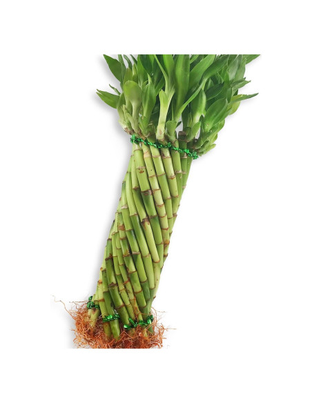 Topiario de Bambú Tornado Wekiva - Planta de Interior 25.4 cm