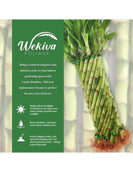 Topiario de Bambú Tornado Wekiva - Planta de Interior 25.4 cm