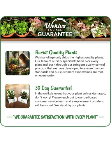 Topiario de Bambú Tornado Wekiva - Planta de Interior 25.4 cm