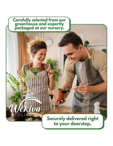 Topiario de Bambú Tornado Wekiva - Planta de Interior 25.4 cm